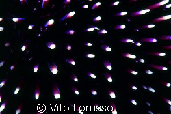 Echinoderms - Paracentrotus lividus (detail) by Vito Lorusso 